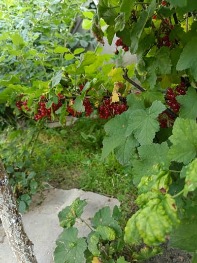 In the city of Novoselytsia, Ukraine, a close-up shot captures a vibrant red currant bush laden with ripe berries, its branches adorned with lush green leaves. The foreground is dominated by the red currants, some clusters still on the stem, while others are scattered on the ground. A weathered tree trunk, with its bark partially covered in a white, flaky substance, stands to the left, partially obscuring the view of the path and grass beyond. The background reveals a dense, green landscape with other bushes and foliage, creating a natural, overgrown setting. The overall scene is one of abundance and natural growth, typical of a garden or backyard in rural Ukraine.
