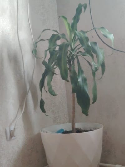 The image shows a potted plant with long, green leaves that are wilting and drooping. The plant is in a white, geometric patterned pot filled with dark soil. A blue object is visible in the soil. The plant is situated in an indoor environment with a textured, light-colored wallpaper. To the left of the plant, a white electrical outlet with a white cord plugged into it is mounted on the wall. A black cable runs diagonally across the upper right portion of the image. The scene appears to be a domestic indoor setting, potentially in the city of Hovsan, Azerbaijan, based on the prompt's contextual information. There are no people or animals visible in the image.