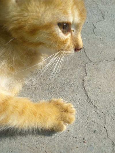 The image displays an orange tabby cat resting on a light gray concrete surface in Yellowknife, Canada. The cat's head is presented in profile, oriented towards the right side of the frame, revealing an amber-colored eye, a pink nose, and prominent white whiskers. Its fur is predominantly orange with lighter cream patches and subtle tabby markings on the forehead. The cat's left front paw, covered in orange fur, rests on the concrete. The concrete surface exhibits multiple fine cracks and scattered dark particulate matter, indicating weathering. The scene is illuminated by natural daylight.