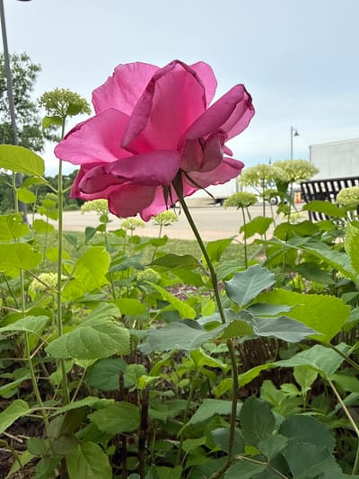 A close-up, low-angle shot features a vibrant pink rose bloom dominating the foreground. The rose is in full bloom with velvety petals, tilted slightly to the right. Its stem, also pink, extends downwards through a cluster of lush green leaves. Behind the rose, a bed of green foliage with small, light green flower buds is visible. In the mid-ground, a paved area is suggested, with a black slatted bench on the right and what appears to be a white trailer or building in the background. A lamppost is visible in the far background. The sky above is overcast with a pale blue hue. The scene is set outdoors, in what appears to be a garden area adjacent to a public space or parking lot in the Village of Bemus Point, United States of America. No people are present in the image.