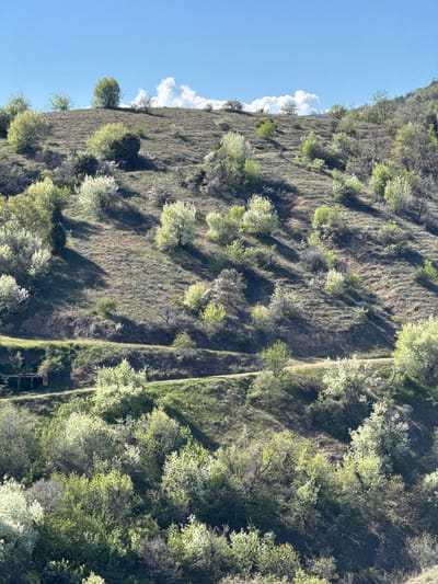 The image presents a hillside landscape near Tsarvishte, Bulgaria. The hill's surface is covered with dried grass and dotted with trees displaying spring foliage and white blossoms. A narrow path traverses the slope from the lower right towards the upper center. In the upper left corner, a section of blue sky is visible with a few scattered white clouds. The overall scene is bathed in sunlight.