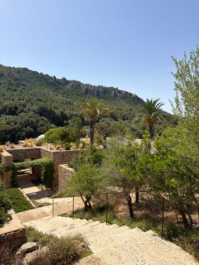 This photograph captures a scene in Artà, Spain, showcasing a terraced outdoor area with stone walls and staircases. The environment is characterized by lush greenery, including palm trees and various shrubs and bushes, with a mountainous landscape in the background covered in dense forest. The architecture features natural stone construction, with visible textured surfaces and dry-stacked walls forming pathways and retaining elements. In the foreground, a set of wide, light-colored stone steps descends diagonally, bordered by sparse vegetation and small white flowers. A simple, dark-colored metal railing runs along the side of the steps. Beyond the immediate foreground, the terrain rises, revealing more stone structures, plantings, and the prominent presence of palm trees. The sky above is a clear, bright blue, indicating a sunny day. There are no people or animals visible in the image. The overall impression is one of a well-maintained, naturalistic outdoor space integrated with local architectural styles and the surrounding environment.