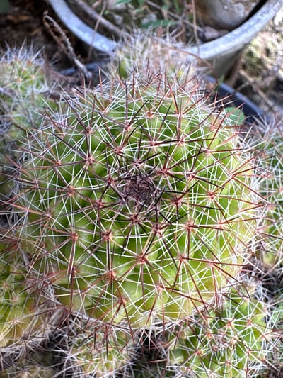 This close-up, overhead shot captures the intricate details of a vibrant green globular cactus, likely situated in Carrizal, Venezuela. The cactus is densely covered with a striking array of sharp spines.
The majority of the spines are thin, white, and translucent, forming a delicate, interwoven mesh pattern across the cactus's green surface. These radial spines emerge from distinct areoles, radiating outwards. Interspersed among these white spines, and particularly concentrated towards the center of the cactus and at the base of each spine cluster, are thicker, darker central spines, which appear brownish-red to black. These central spines are more robust and project further outwards than the white radial spines.
The body of the cactus is a healthy, bright green, visible between the dense clusters of spines. In the blurred background, hints of other plant growth and the partial rim of a grey or metallic planter are discernible, suggesting an outdoor garden or nursery setting. The lighting indicates it is daytime, with bright illumination highlighting the textures and colors of the plant. No specific activity is taking place. There is no visible text in the image.