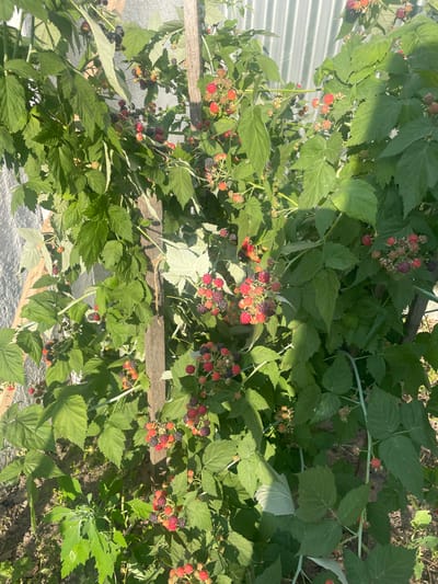 A vertical medium shot captures a dense raspberry bush laden with ripe and ripening berries, set against a backdrop of a corrugated metal fence and a rough textured wall. The bush, characterized by its lush green foliage and woody stems, is supported by a weathered wooden stake. Clusters of red, purple, and black raspberries are visible throughout the plant, some partially obscured by leaves. The sunlight casts dappled shadows, highlighting the textures of the leaves and berries. The ground beneath the bush appears to be dry soil with some sparse green undergrowth. The scene is located in Kobeliaky, Ukraine.