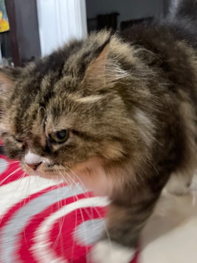 The image shows a close-up view of a tabby cat. The cat has brown and black fur with some lighter brown and white markings, particularly on its face. Its eye, which is green, is clearly visible and focused on something off-camera. The cat's whiskers are long and white, and its ear is also visible. One of the cat's paws is extended, suggesting it might be reaching for something or playing.
In the background, there's a blurry object with red and white stripes, possibly a cushion or blanket. Further in the background, there are out-of-focus elements that suggest an indoor setting, with darker tones and some lighter areas that could be furniture or walls. The lighting appears to be indoor, possibly artificial light, as there are no clear indications of natural light sources or weather conditions. The overall impression is an intimate, close-up shot of a domestic cat in a relaxed or playful mood. The image does not contain any visible text.