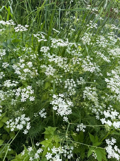 A dense cluster of delicate white flowers, characteristic of wild carrot or similar plants, dominates the frame. These small, clustered blossoms are arranged in umbels, resembling tiny lace doilies against a backdrop of vibrant green foliage and tall grasses. The leaves are finely divided and feathery, characteristic of the Apiaceae family. The overall impression is one of a wild, untamed patch of nature. There are no people or animals visible. The environment suggests an outdoor setting, likely a meadow, field, or roadside verge within or near the city of Kommolovo, Russia. The lighting is natural, suggesting daytime.