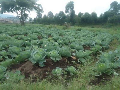 A broad agricultural field in Kabinzi, Rwanda, is depicted, densely planted with numerous mature green cabbage heads arranged in visible rows. The cabbage plants exhibit broad, vibrant green leaves and appear robust. The soil beneath the cabbage plants is dark brown, with occasional patches of lighter green weeds or grass interspersed. In the immediate foreground, a strip of uncultivated green grass is visible. Towards the left mid-ground, a large, dark green deciduous tree stands prominently. The background features a dense line of tall, slender evergreen trees, primarily eucalyptus, creating a dark green barrier across the horizon. Beyond these trees on the left, several light-colored residential buildings with red roofs are discernible against the base of distant, hazy hills. The sky is overcast, contributing to a muted light across the scene. No individuals or active elements are present.