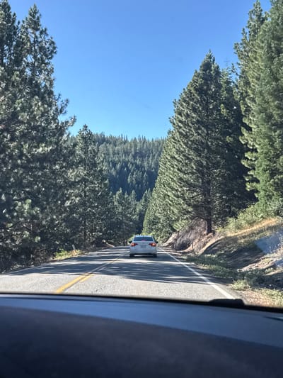 An external, low-angle, eye-level shot captures a white sedan driving on a paved road with yellow lane markings. The car is in the middle of the frame, approaching the viewer. The road is flanked by dense pine trees on both sides, with a clear blue sky overhead. The trees are tall and green, with sunlight filtering through their needles. The terrain appears to be a mountainous or hilly area, with dry brush and dirt visible on the right side of the road. The view is from inside another vehicle, with the dashboard visible in the foreground. The image was taken in White Hall, United States.