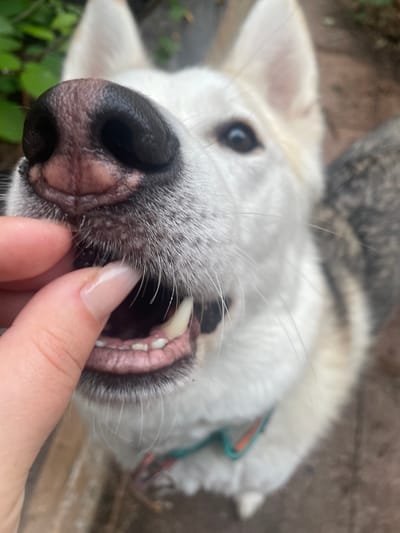 A close-up, head-on shot captures a dog's muzzle as a person's finger, with a pale pink manicure, offers a treat. The dog's dark nose is prominent, and its mouth is slightly open, revealing some teeth and the pink gums. The dog's fur is a mix of white and grey. The background is blurred, suggesting an outdoor environment with greenery and possibly a paved surface. The image is set in Torquay, United Kingdom.