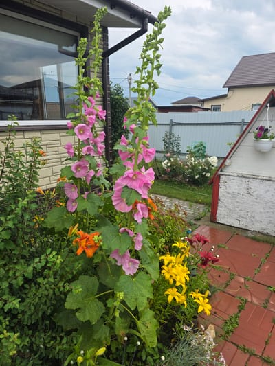 This image depicts a close-up view of a garden in the city of Provodník, Russia. The foreground is dominated by tall, pink hollyhock flowers with large green leaves, interspersed with bright orange daylilies and yellow lilies. A small bush with green foliage is visible to the left. In the background, a light-colored building with a brown roof is partially visible, along with a light gray fence and other houses. A white structure with a red-trimmed roof is on the right side of the image. The ground is covered with red paving stones, and there is a lawn in the distance. The sky is overcast.
