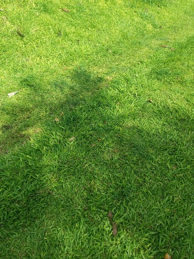 The image displays a dense, verdant expanse of grass, presenting a top-down view of the ground, likely situated in Đăk Pxi, Vietnam. The grass blades exhibit varying shades of green, from brighter lime green in areas of direct illumination to deeper emerald green where shadows are present. Irregular, amorphous shadows, consistent with overhead foliage or structures not visible in the frame, are cast across portions of the grass, particularly in the central-left, upper-left, and lower-right quadrants. Scattered intermittently throughout the grass are several small, dry, brown leaves. No individuals, animals, or artificial objects are present or discernible within the observable scene. The environment appears to be an open, maintained grassy area, possibly a lawn or park.