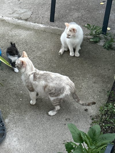 Three cats are present on a concrete surface. In the foreground, a light-colored cat with grey tabby markings stands facing left. To the left and slightly behind it, a small black and white kitten is visible. In the background, a white cat with some light brown markings sits facing left. The environment appears to be outdoors, with patches of greenery and what looks like a portion of a black metal support in the upper right quadrant. The concrete surface shows some wear and tear.