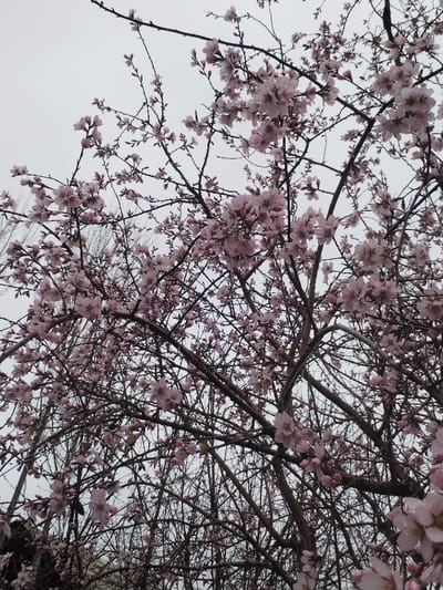The image displays a flowering tree in full bloom, viewed from a low angle against an overcast, light gray sky. Numerous delicate, pale pink blossoms are densely clustered on the tree's dark brown, bare branches. Small water droplets are visible on several blossoms and branches, indicating recent precipitation or dew. Faint outlines of other bare trees or branches are discernible in the background. No individuals, specific man-made objects, or active events are present in the static scene. The depicted location is Limbur, Uzbekistan.