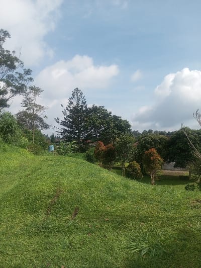 The image depicts a daytime outdoor scene in Đăk Pxi, Vietnam, dominated by natural vegetation under a partly cloudy sky. The foreground features a steep, verdant hillside covered in lush green grass, sloping downwards from left to right. No individuals, animals, or explicit activities are visible.

In the midground, a diverse array of trees and dense foliage forms a layered backdrop. To the left, a light blue cylindrical tank or container is partially obscured by dense green plants. Further right, a tall, dark green coniferous tree with a distinct conical shape stands prominently. Interspersed among various green-leafed trees are several smaller trees exhibiting reddish-brown foliage. Towards the far right midground, glimpses of light-colored ground or structures are discernible through the tree line, suggesting human development beyond the immediate natural area. The background consists of a bright blue sky with scattered, fluffy white cumulus clouds. The scene is illuminated by natural sunlight, casting no distinct shadows.