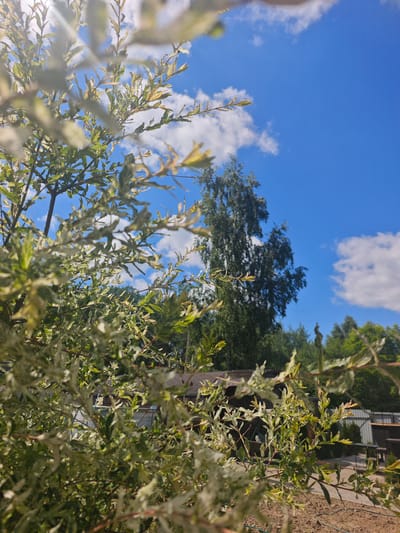 The media file is a vertical, close-up, outdoor, daytime, bright, sunny photograph taken in Хлевино, Russia. The foreground is dominated by the branches and leaves of a variegated shrub, possibly a willow, with leaves exhibiting a mix of green and white patterns. These branches and leaves are blurred, creating a soft focus effect that draws attention to the background.
In the background, a bright blue sky with scattered white, fluffy clouds occupies the upper portion of the frame. Below the sky, a tall, dark green tree, likely a birch, stands prominently. To the right of this tree, other trees and foliage are visible, with a glimpse of a wooden fence and what appears to be part of a building or shed. The ground in the foreground is dirt, with some visible landscaping or garden elements.
The overall impression is one of a warm, clear day in a garden or outdoor setting. The sun's rays are visible, casting a bright light and creating some lens flare effects, particularly on the leaves in the upper left of the image. The scene appears peaceful and natural, with no people or explicit activities taking place. The location cues, such as the type of foliage and the presence of a fence and shed, suggest a rural or suburban backyard environment. The bright lighting and clear sky indicate it is likely midday.