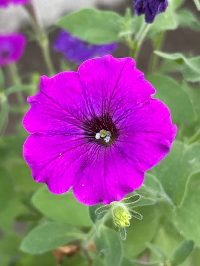 A close-up, eye-level shot captures a vibrant, open purple petunia flower. The flower's petals are a deep, rich purple with darker veins radiating from the center. The center of the flower contains lighter green pistils and stamens. The background is softly blurred, with out-of-focus green leaves and hints of other purple flowers, suggesting a garden setting in Ворошиловка, Kazakhstan. A small, closed green bud with fuzzy hairs is visible below and to the right of the main flower. The lighting appears natural and diffused, highlighting the flower's texture and color.