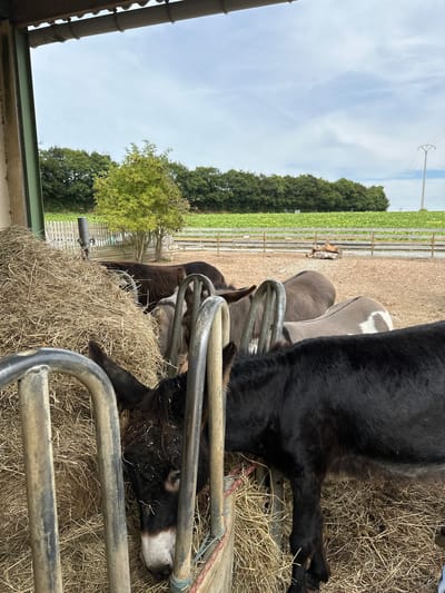 In Saint-Jouin-Bruneval, France, a group of donkeys are gathered around a large pile of hay, which is contained within a metal feeder. The donkeys are in an outdoor enclosure, likely a farm or stable, with a dirt ground surface. Some of the donkeys are brown, while others are grey and white. The foreground is dominated by the hay and the metal structure of the feeder, with the donkeys' heads and bodies visible as they eat. In the background, a wooden fence separates the enclosure from a field of crops and trees, under a cloudy sky. The image appears to be taken from within a sheltered area, possibly a barn or overhang.