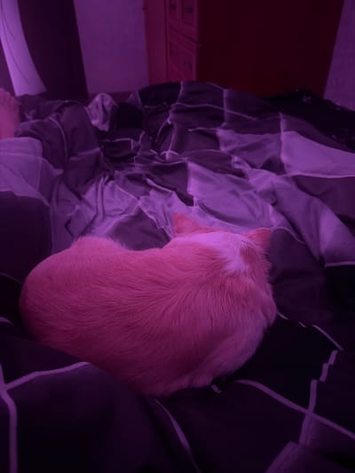 A light-colored, short-haired dog, possibly a chihuahua, is curled up on a bed with dark patterned bedding. The lighting is purple, casting a pinkish hue on the dog's fur. The background shows a hint of a dresser and a wall, illuminated by a dim light source. The scene appears to be indoors, in a bedroom.