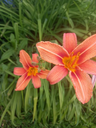 Two bright orange lilies are in full bloom, their petals unfurling to reveal yellow centers and prominent stamens. The larger lily, positioned on the right, is sharp and in focus, while a smaller, slightly out-of-focus lily sits to its left. Several unopened buds are visible between the two flowers, hinting at future blooms. The lilies are surrounded by lush green foliage, creating a vibrant natural backdrop. The image appears to be taken outdoors, likely in a garden or park setting, bathed in natural light, with a subtle lens flare visible in the upper right corner. There are no people or man-made objects evident in the scene. The image does not contain any specific details that would allow for precise localization to Sterlibashevo, Russia, or any other specific city.