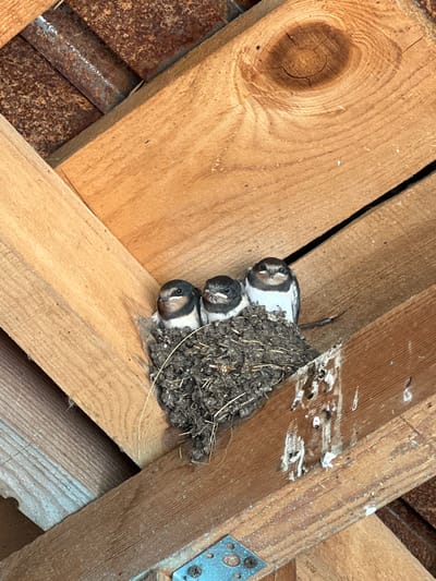 Three barn swallow nestlings are situated in a muddy nest constructed on wooden beams within a building in Pivkino, Russia. The nestlings are huddled together, their small bodies partially obscured by the nest material. Their beaks are open, suggesting they are awaiting food or vocalizing. The surrounding environment consists of weathered wooden beams and some rusted metal elements, indicating an unfinished or partially constructed structure, likely in an attic or under a roof. The lighting suggests it is daytime, with shadows cast by the wooden beams.