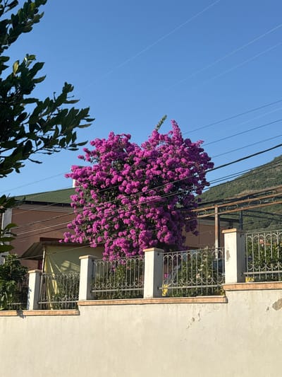 In the city of Burtaiši, Montenegro, a vibrant bougainvillea tree, laden with bright fuchsia blossoms, dominates the mid-ground of the image. The tree is situated behind a decorative metal fence, supported by white pillars. A light beige, textured wall runs along the bottom of the frame, with a reddish-brown trim. Behind the bougainvillea, a light brown house with a green roof is partially visible. To the left, dark green foliage from another tree partially obscures the sky. Power lines stretch across the upper portion of the image, against a clear blue sky. In the background, a tree-covered hill rises under the bright sky.