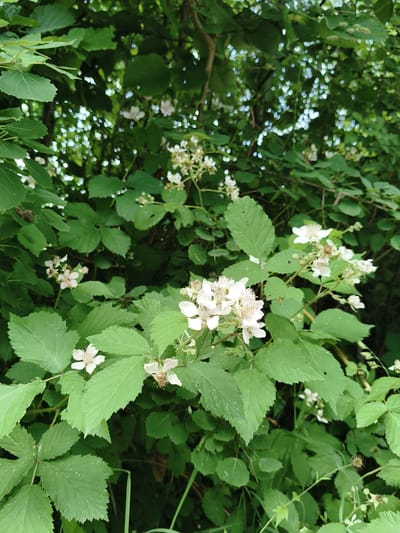 The image depicts a dense thicket of blackberry bushes in bloom, with numerous white flowers and green leaves filling the frame. The bushes are lush and vibrant, suggesting a natural or semi-natural setting within the city of Henstedt-Ulzburg, Germany. The lighting indicates it is daytime, possibly late morning or early afternoon, with sunlight filtering through the leaves and creating bokeh effects in the background. No people are visible in the image. The scene is characteristic of a rural or park-like environment, typical of areas found in and around Henstedt-Ulzburg.