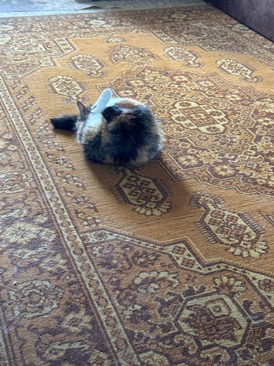 A tortoiseshell cat is curled up on a brown patterned rug. The scene is in a room, near a wall. The location in the city of Slobodka, Russia, is not discernible from the image.