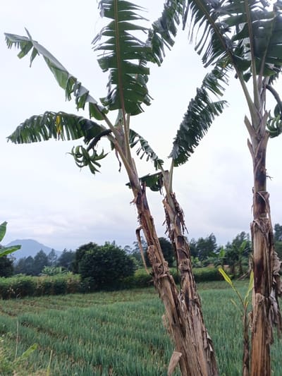 The scene depicts an agricultural landscape in São Félix do Xingu, Brazil, under an overcast sky. In the foreground, three prominent banana plant trunks, characterized by their peeling brown sheaths and large, partially torn green leaves, ascend from the right side of the frame. A cluster of small, undeveloped green bananas is visible hanging from one of the central plants. The midground is dominated by a broad, light green field of cultivated crops, likely a grain or vegetable, displaying subtle linear patterns suggesting rows. This field is bordered by a dense line of various green trees and shrubs. In the distant background, a dark green mountain range rises against a pale gray, uniformly overcast sky. No human figures or direct human activities are observable.
