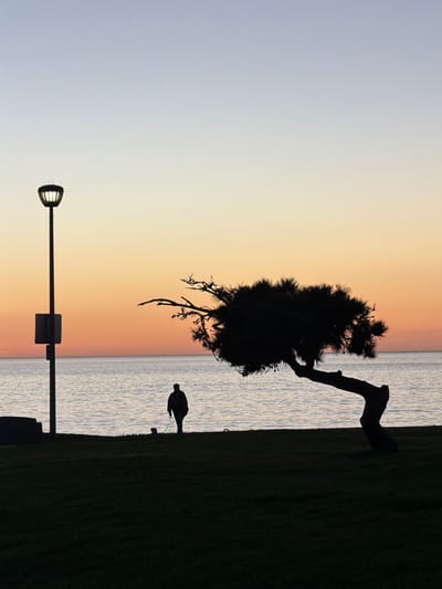 A horizontal silhouette of a tree sits on a grassy bank along a body of water under a gradient sky. The sky transitions from blue to orange. A bird-like figure is also silhouetted on the bank. A lamp post and signage are silhouetted on the bottom of the image, near the sky. The image is oriented sideways.