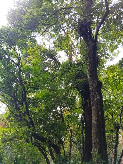 The image displays an upward-facing perspective into a dense tree canopy, located in the vicinity of Bangalum Bridge, Papua New Guinea. The scene is dominated by multiple large trees with verdant foliage. A prominent tree trunk, dark brown and textured with visible bark and clinging epiphytic growth, occupies the right side of the frame, extending upwards and out of view. Multiple branches, laden with various shades of green leaves, extend across the upper and middle portions of the image, forming a thick, interwoven canopy. Smaller tree trunks and branches are visible to the left, also covered in dense green leaves. Patches of bright, diffused white sky are discernible through openings in the foliage, indicating ambient light filtration. No individuals, animals, or man-made objects are present. The environment is an unpopulated, natural forested area.