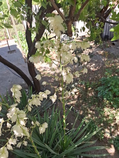 A yucca plant with a tall stalk bearing numerous white, bell-shaped flowers is centrally located in a garden setting. The plant has spiky, green leaves at its base. A dark-barked tree with green foliage is visible behind and to the left of the yucca. The ground is covered with soil, fallen leaves, and scattered green vegetation. In the background, a grey corrugated metal fence is partially visible. The scene appears to be outdoors, likely in a residential or public garden space, possibly in the city of Armavir, Armenia, given the context. The lighting suggests it is daytime, with sunlight filtering through the trees, casting dappled shadows. There are no people or animals present in the image.