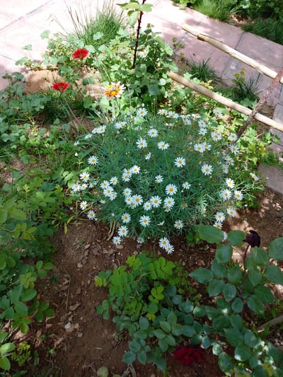 The image captures a vibrant garden scene in Qudsaiya, Syria, bathed in bright daylight. The central focus is a flourishing bush of white daisies with yellow centers, surrounded by various green plants. To the upper left, two prominent red flowers, possibly Gazanias, stand out amidst leafy ground cover and some taller grass. Another Gazania, displaying stripes of orange, yellow, and white, is visible slightly below the red ones.

Along the top edge and extending to the right, a tiled path is partially visible, suggesting a walkway or patio area. A rustic support structure, resembling a small trellis or fence made of two horizontal bamboo-like poles, is present on the right side, held by a darker vertical pole.

In the bottom right corner, a rose bush with dark green leaves and deep red, almost black, rosebuds or blossoms adds another splash of color and texture to the scene. The ground is a mix of brown soil and smaller green plants, indicating natural growth. The overall impression is one of a thriving, sunny garden with diverse flora. No people or visible text are present.