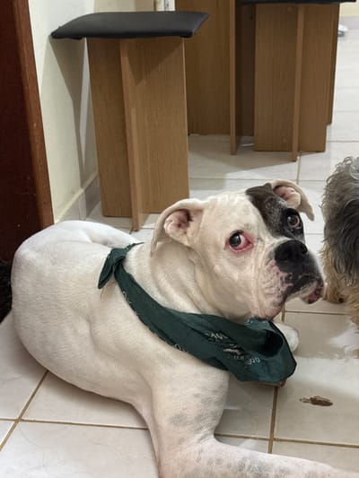 A medium shot of a white American bulldog wearing a dark green bandana around its neck, lying on a tiled floor in what appears to be a kitchen or bathroom. The dog has a black and white patterned head and is looking upwards. Behind the dog is an open cabinet with several wooden shelves. Another dog with grey fur is partially visible above the white bulldog. The location is unknown, and there is no evidence in the image to suggest it is Cabo Frio, Brazil.