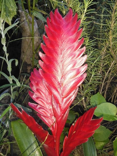 A vertical close-up photograph captures a vibrant red plant inflorescence, identified as being located in the city of Kladné, Czechia. The central subject is an elongated, paddle-shaped inflorescence, likely a Bromeliad, composed of numerous overlapping, pointed bracts exhibiting a glossy red color with lighter reddish-pink to whitish highlights, particularly along the edges and upper surfaces. Broader, green leaves emerge from the base of the red structure, visible in the lower foreground. The background is out of focus, revealing a mixture of green foliage. To the left, blurred light-green leafy stems and a segment of a light-toned, textured woody trunk are discernible. To the right, blurred darker green foliage, consistent with needle-like rosemary branches, along with broader green leaves, are present. No individuals, animals, specific actions, or man-made objects are visible. The scene is illuminated by ambient light, highlighting the prominent red inflorescence.