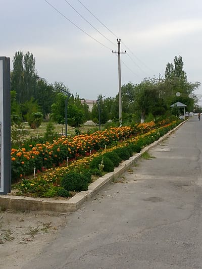 The image depicts a street scene in the city of Shirin, Uzbekistan, featuring a well-maintained flower bed along a paved road. A row of vibrant orange and yellow flowers, possibly marigolds and other autumnal blooms, lines the edge of the road. These flowers are neatly planted in raised beds, bordered by concrete curbs. Behind the flowers, there are manicured green bushes and trees, suggesting a park or a landscaped public area. In the background, a building is visible, along with utility poles and overhead power lines. The sky is overcast and a person is seen walking on the road in the distance, moving away from the viewer. The overall impression is one of an urban environment with a focus on public beautification through landscaping.