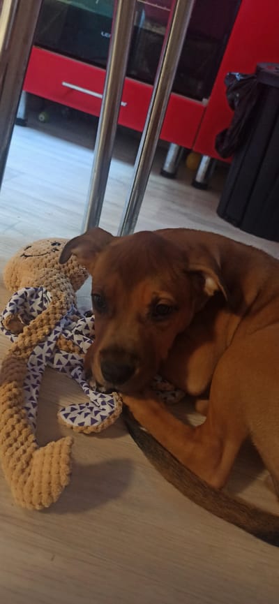 A medium shot shows a tan-colored puppy lying on a light-colored wooden floor next to a plush, brown stuffed toy with a smiley face and purple-and-white patterned limbs. The puppy is resting its head on its paw and looking towards the camera. The background is blurred, but appears to be an indoor setting with what looks like furniture and metal support poles. The image does not contain any discernible landmarks or features that would allow for specific location identification within the city of Asbest, Russia.