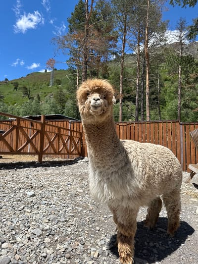 In the city of Terskol, Russia, an alpaca with light brown fleece stands in a gravel yard. The alpaca faces the camera, its mouth slightly open, revealing its teeth. A wooden fence with diagonal crossbeams forms the background, with a portion of a building visible behind it. The yard is covered in grey and brown gravel. In the distance, a grassy slope is dotted with trees and a tall metal tower. A forest of tall, thin pine trees is visible behind the fence, and the sky above is bright blue with scattered white clouds.