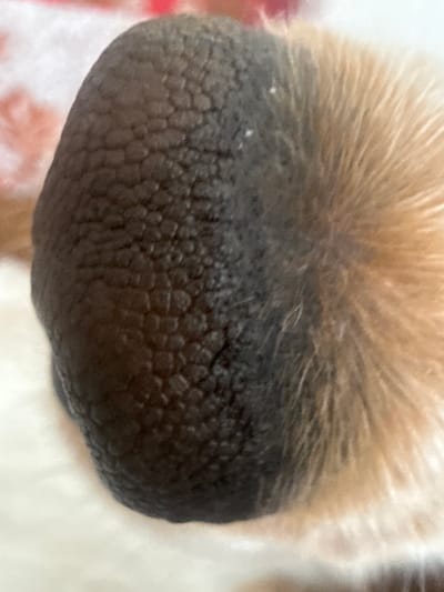 The image is a close-up of a dog's nose, which is black and has a textured surface. To the right of the nose, there is fur that transitions from dark to lighter brown and tan colors. The background is softly blurred, with hints of pink and white. There are no indications of a specific location within Greater London.