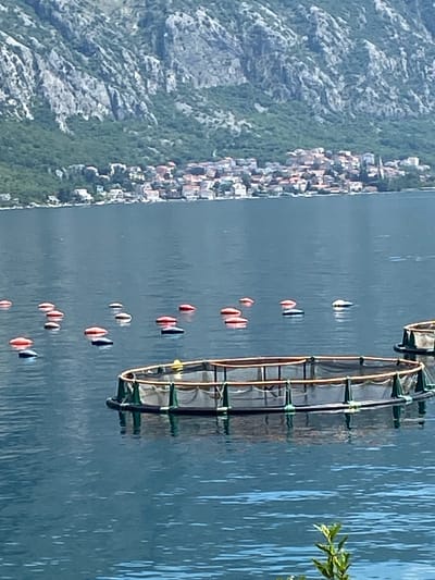 A circular fish farm cage is floating in a body of water, with a town and a rocky, tree-covered mountain range in the background. The fish farm is made of a wooden frame with a mesh netting. Several red and blue buoys are scattered in the water around the cage. The town consists of buildings with red-tiled roofs, nestled along the shoreline. The mountain is steep and rugged, with patches of green vegetation. The water is calm and reflects the surrounding landscape.