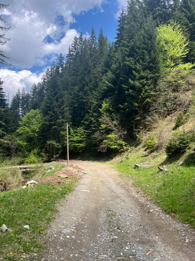 The image depicts a dirt path winding through a forested area in Drianovo, Bulgaria. The path is composed of gravel and dirt. To the left, a dense forest of evergreen trees rises towards a sky with scattered clouds. Some deciduous trees with new spring growth are interspersed within the evergreens. On the right side of the path, a grassy slope is visible, dotted with yellow wildflowers. A wooden pole with visible cables running from it is present beside the path.