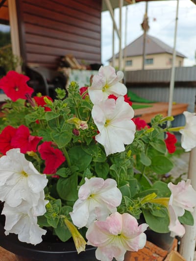 This media file is a close-up, eye-level shot of a potted plant featuring a mix of red and white petunias. The flowers are the primary subjects, with their vibrant colors and delicate petals filling the frame. The plant is in a dark pot, positioned outdoors.

In the background, a wooden building with horizontal siding is visible, suggesting a rustic or domestic setting. Beyond that, a metal fence encloses a yard, and a two-story house with a pitched roof can be seen. The sky above is overcast, indicating a cloudy or possibly impending weather event. The lighting suggests it is daytime, but the diffused light points to a lack of direct sunlight.

The overall scene conveys a sense of natural beauty and domestic tranquility. The focus on the flowers highlights their intricate details, such as the delicate veins and the soft texture of the petals. There is no visible text in the image. The location context provided is Medvedyovka, Russia, which aligns with the visual cues of a residential outdoor space.