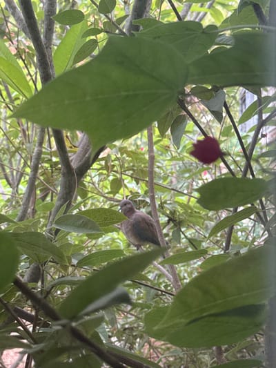 An image taken in the Gilboa Regional Council, Israel, depicts a small, light brown bird, possibly a dove or pigeon, perched on a tree branch, facing left. The bird's head is slightly turned towards the viewer. The scene is dominated by dense green foliage, with numerous leaves and branches partially obscuring the bird. Several large, green leaves are in the foreground, out of focus. In the upper right quadrant of the background, a single, out-of-focus red flower or bud is visible among the greenery. No people are present. The lighting is natural and diffused, suggesting an outdoor environment.