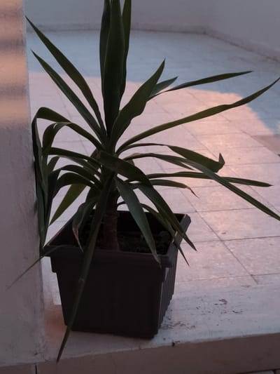 The image depicts a potted Yucca plant with long, green, sword-shaped leaves, situated outdoors. The plant is in a dark, square plastic pot. The pot rests on a raised ledge or windowsill, which appears to be made of concrete or a similar material. Behind the plant, a tiled patio or walkway is visible. The tiles are a light color, possibly beige or grey, and laid in a grid pattern. A soft, diffused light, suggesting either dawn or dusk, casts a pinkish and bluish hue across the scene and illuminates the tiles. The plant is positioned close to a textured, off-white wall on the left side of the frame. The overall environment suggests an outdoor space in a residential or public area. This scene is located in the city of Ariana, Tunisia.