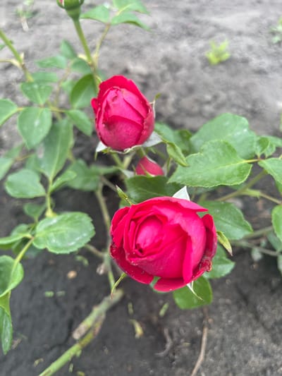 The image shows a close-up of two unopened red rose buds on a bush. The roses are vibrant red and appear to be in a garden setting. The background consists of dark soil with some green foliage and a slightly blurred appearance, suggesting the focus is on the flowers. The environment is outdoors, with natural light. No people or specific city landmarks are visible. The image does not provide any specific information about the location of Сухринское, Russia.
