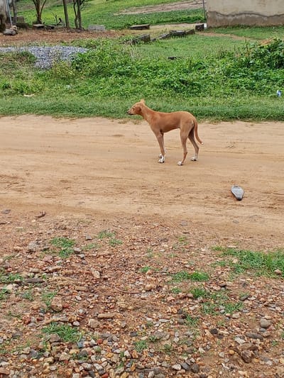 In Ashata, Nigeria, a medium-sized, tan-colored dog stands on a dirt road, facing left. The dog has white markings on its paws. To the right of the dog, on the same dirt road, lies a dark gray, flat, irregular-shaped object. The road is bordered on the left by green grass and vegetation. In the background, there is more lush green foliage, some trees, and a portion of a building. The ground in the foreground is covered in small stones and patches of grass.