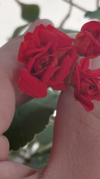 In Ak-Terek, Kyrgyzstan, a close-up shot focuses on a hand holding several small, bright red flowers, possibly roses or a similar bloom. The flowers have tightly packed petals, and their vibrant color contrasts with the soft, pale skin of the hand. The background is blurred, with hints of green foliage and a pale, diffused light, suggesting an outdoor setting. The image is shot with a shallow depth of field, emphasizing the delicate texture of the petals and the texture of the skin.