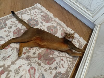 A sleek, short-haired, ginger cat with green eyes is stretched out languidly on a patterned rug. The cat's body is long and slender, with its front paws extended forward and its hind legs tucked beneath it. Its tail curves upwards and then down, ending in a dark tip. The rug is a traditional Oriental design, featuring floral motifs in muted tones of cream, pink, and blue. The rug is placed on a wooden floor. To the right of the rug, a white decorative molding or frame is visible, suggesting the presence of furniture or a doorway. The lighting suggests an indoor setting, possibly a home. The image appears to be taken from a slightly elevated angle, looking down at the cat. There is no discernible connection to the city of Volgodonsk, Russia, based on the visual information provided in the image.