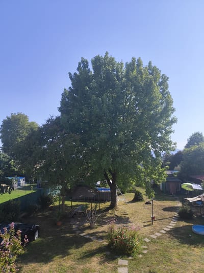 The image depicts a backyard scene in Selvazzano Dentro, Italy, on a clear day. A large, leafy tree dominates the center of the frame, casting shadows on a grassy yard. To the left, a black car is parked near a bush with pink flowers. In the background, there are several structures, including sheds, a small swimming pool, and a green umbrella. The ground is covered in grass and some paved pathways. The sky is a bright, cloudless blue.