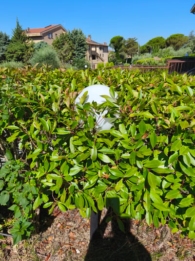 This is a medium shot, eye-level, outdoor, vertical photograph taken on a clear, sunny day. The foreground is dominated by a dense, vibrant green hedge, intricately woven with branches and leaves. Peeking through the foliage is a white, spherical object, likely a light fixture. The hedge is planted on an area covered with dry leaves and sparse grass. In the mid-ground, behind the hedge, a brown railing system with vertical bars runs horizontally across the frame. Beyond the railing, a street lamp stands tall, and further still, buildings with terracotta roofs are visible, nestled amongst various trees. The sky above is a bright, cloudless blue, indicative of fair weather. The overall scene suggests a well-maintained outdoor space, possibly a garden or a communal area in a residential or hospitality setting. The time of day appears to be mid-morning or early afternoon, given the bright sunlight and the shadows cast on the ground. There is no visible text in the image.