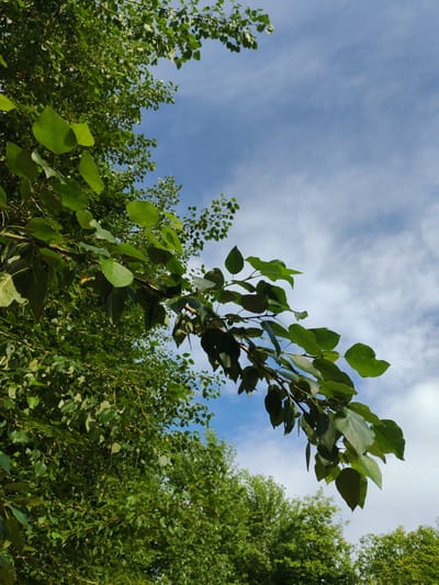A low-angle shot captures lush green foliage against a bright blue sky with wispy white clouds. A prominent tree branch, laden with large, heart-shaped leaves, extends diagonally from the left side of the frame towards the center-right. The branch is dark brown and appears to be part of a deciduous tree. Behind this branch, a denser canopy of green leaves fills the lower left and bottom portions of the image, suggesting a grove of trees. The sky occupies the upper right quadrant, its blue expanse interrupted by soft, scattered clouds. The scene is outdoors, with no visible people or man-made structures, indicative of a natural setting within or near the city of Сокол, Russia, perhaps a park or wooded area.